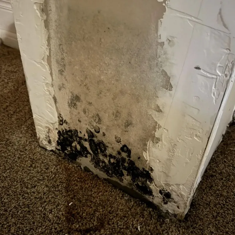 Professional Mold Removal in Rowlett, TX